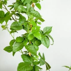 Perfect Plants Ouachita Blackberry Bush