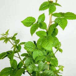 Perfect Plants Prime Ark® Freedom Blackberry Bush All Fruit & Nut Trees