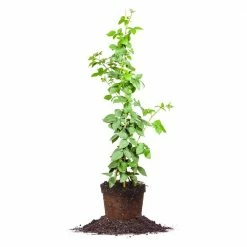 Perfect Plants Prime Ark® Freedom Blackberry Bush All Fruit & Nut Trees