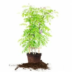 Perfect Plants Wisteria Amethyst Falls All Shrubs & Hedges