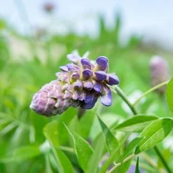 Perfect Plants Wisteria Amethyst Falls All Shrubs & Hedges