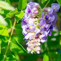 Perfect Plants Wisteria Amethyst Falls All Shrubs & Hedges