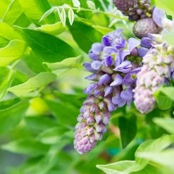 Perfect Plants Wisteria Amethyst Falls All Shrubs & Hedges