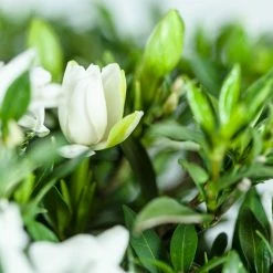 Perfect Plants Dwarf Gardenia Radicans Shrub Gardenia Shrubs