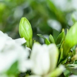 Perfect Plants Dwarf Gardenia Radicans Shrub Gardenia Shrubs 7 Perfect Plants Dwarf Gardenia Radicans Shrub Gardenia Shrubs