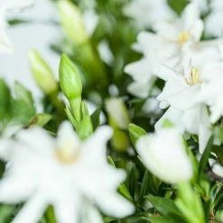 Perfect Plants Dwarf Gardenia Radicans Shrub Gardenia Shrubs 8 Perfect Plants Dwarf Gardenia Radicans Shrub Gardenia Shrubs