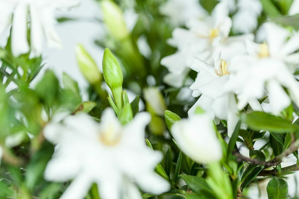 Perfect Plants Dwarf Gardenia Radicans Shrub Gardenia Shrubs 4 Perfect Plants Dwarf Gardenia Radicans Shrub Gardenia Shrubs