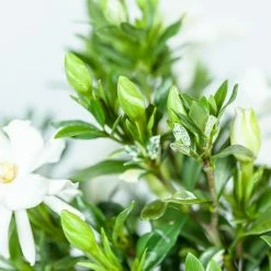 Perfect Plants Dwarf Gardenia Radicans Shrub Gardenia Shrubs 9 Perfect Plants Dwarf Gardenia Radicans Shrub Gardenia Shrubs