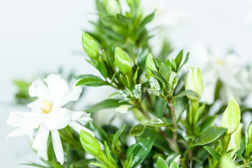 Perfect Plants Dwarf Gardenia Radicans Shrub Gardenia Shrubs 5 Perfect Plants Dwarf Gardenia Radicans Shrub Gardenia Shrubs