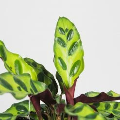 Perfect Plants Calathea Rattlesnake Plant