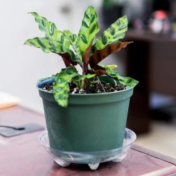 Perfect Plants Calathea Rattlesnake Plant