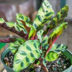 Perfect Plants Calathea Rattlesnake Plant