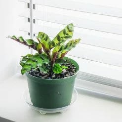 Perfect Plants Calathea Rattlesnake Plant