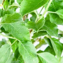 Perfect Plants All Fruit & Nut Trees Red Delicious Apple Tree