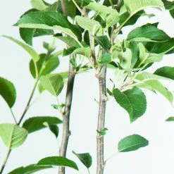 Perfect Plants All Fruit & Nut Trees Red Delicious Apple Tree