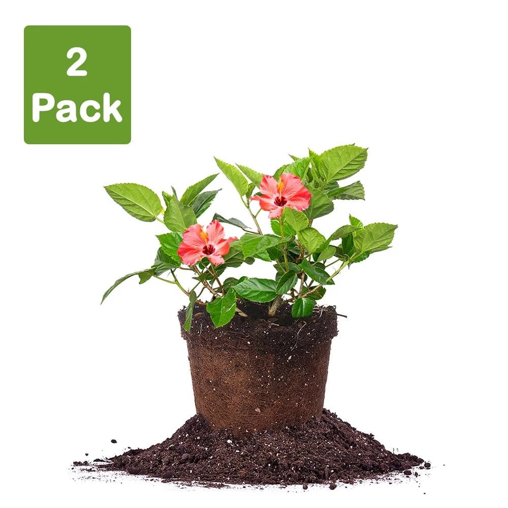 Perfect Plants Red Hibiscus Bush Hibiscus Bushes 1 Perfect Plants Red Hibiscus Bush Hibiscus Bushes