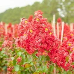 Perfect Plants All Trees Red Rocket® Crape Myrtle Tree