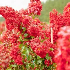 Perfect Plants All Trees Red Rocket® Crape Myrtle Tree 7 Perfect Plants All Trees Red Rocket® Crape Myrtle Tree
