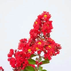 Perfect Plants All Trees Red Rocket® Crape Myrtle Tree 8 Perfect Plants All Trees Red Rocket® Crape Myrtle Tree