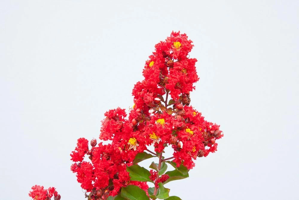 Perfect Plants All Trees Red Rocket® Crape Myrtle Tree 4 Perfect Plants All Trees Red Rocket® Crape Myrtle Tree
