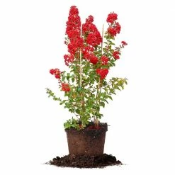 Perfect Plants All Trees Red Rocket® Crape Myrtle Tree