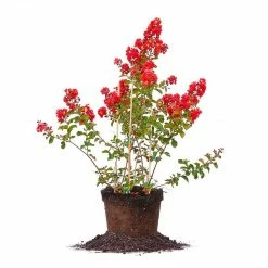 Perfect Plants All Trees Red Rocket® Crape Myrtle Tree 9 Perfect Plants All Trees Red Rocket® Crape Myrtle Tree