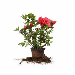 Perfect Plants All Shrubs & Hedges Red Ruffles Azalea Shrub