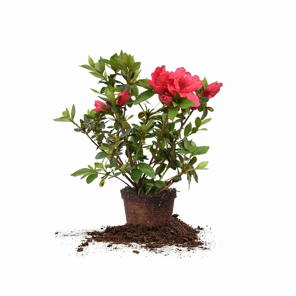 Perfect Plants All Shrubs & Hedges Red Ruffles Azalea Shrub 1 Perfect Plants All Shrubs & Hedges Red Ruffles Azalea Shrub
