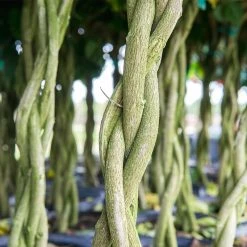 Perfect Plants Hibiscus Bushes Red Braided Hibiscus Tree