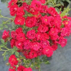 Perfect Plants Red Drift® Rose Bush