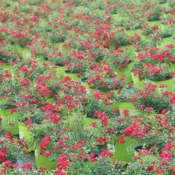 Perfect Plants Red Drift® Rose Bush