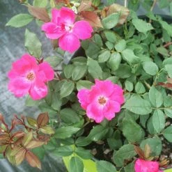 Perfect Plants Red Knock Out® Rose Bush Knock Out® Roses