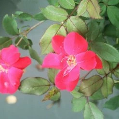 Perfect Plants Red Knock Out® Rose Bush Knock Out® Roses