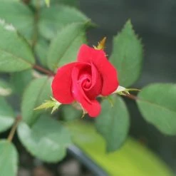 Perfect Plants Red Knock Out® Rose Bush Knock Out® Roses