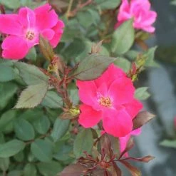 Perfect Plants Red Knock Out® Rose Bush Knock Out® Roses