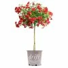 Perfect Plants Red Drift® Rose Tree