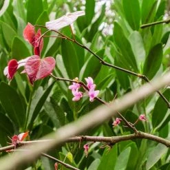 Perfect Plants All Trees Forest Pansy Redbud Tree