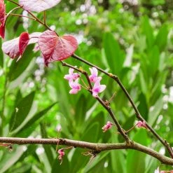Perfect Plants All Trees Forest Pansy Redbud Tree