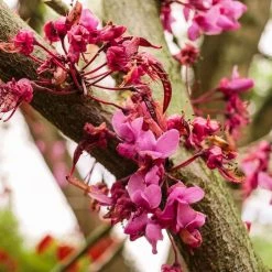 Perfect Plants All Trees Forest Pansy Redbud Tree