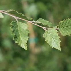 Perfect Plants All Trees River Birch Tree 9 Perfect Plants All Trees River Birch Tree