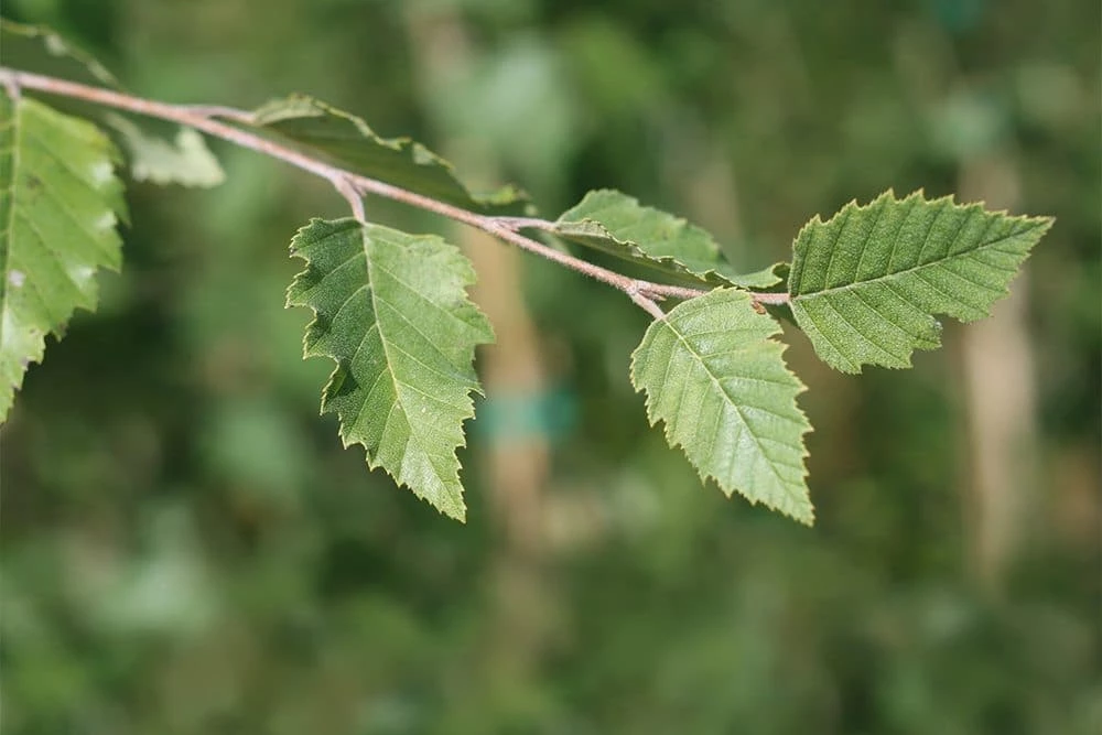 Perfect Plants All Trees River Birch Tree 3 Perfect Plants All Trees River Birch Tree