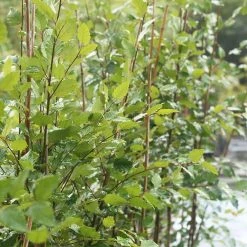 Perfect Plants All Trees River Birch Tree 10 Perfect Plants All Trees River Birch Tree