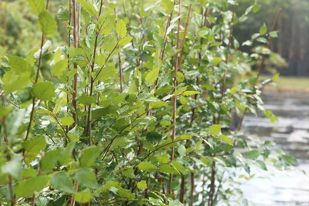 Perfect Plants All Trees River Birch Tree 4 Perfect Plants All Trees River Birch Tree