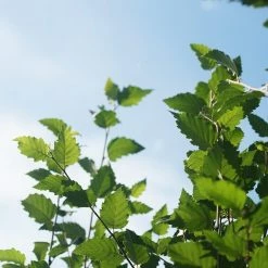 Perfect Plants All Trees River Birch Tree 11 Perfect Plants All Trees River Birch Tree