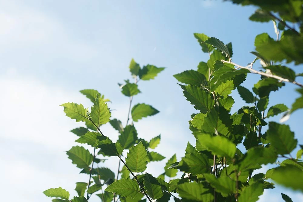 Perfect Plants All Trees River Birch Tree 5 Perfect Plants All Trees River Birch Tree