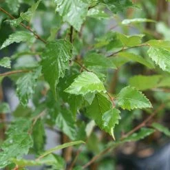 Perfect Plants All Trees River Birch Tree 12 Perfect Plants All Trees River Birch Tree