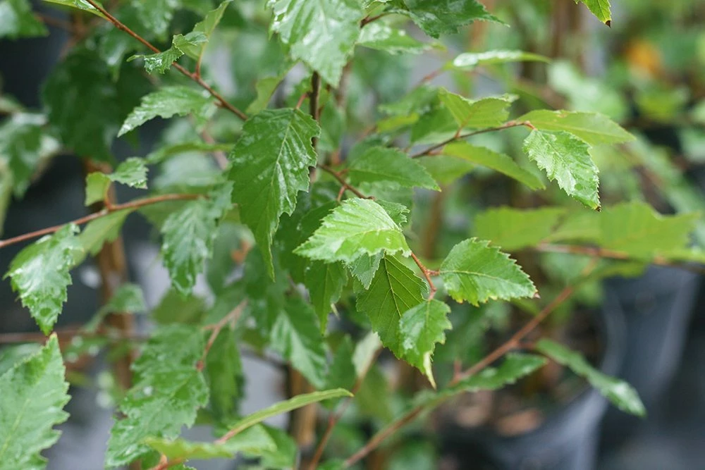 Perfect Plants All Trees River Birch Tree 6 Perfect Plants All Trees River Birch Tree