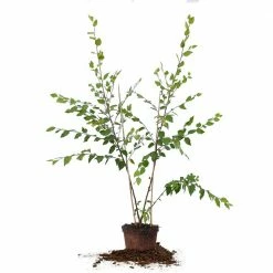 Perfect Plants All Trees River Birch Tree