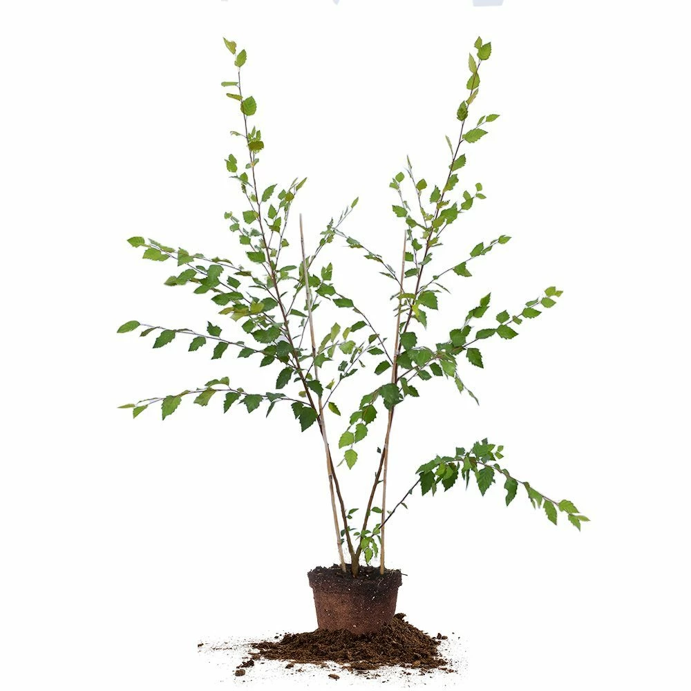 Perfect Plants All Trees River Birch Tree 1 Perfect Plants All Trees River Birch Tree