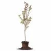 Perfect Plants Robinson Crabapple Tree All Trees